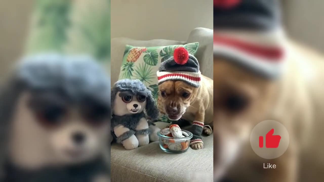 Best funny video amazing Animal movements
