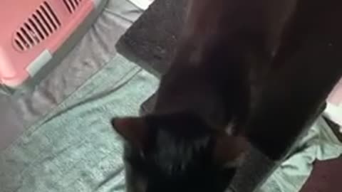 Cats need attention too
