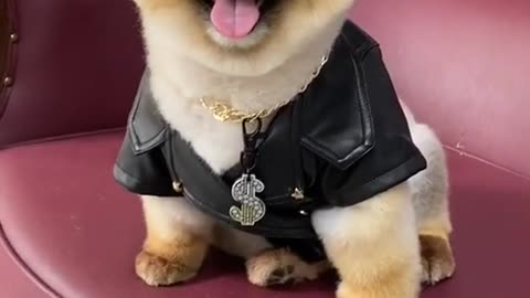#pets #petlover #dog#doglover #cutebaby #cute #animals #lovely