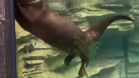 otter