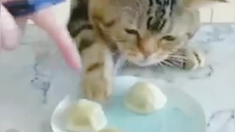 Eating The Cat See And Enjoy Video