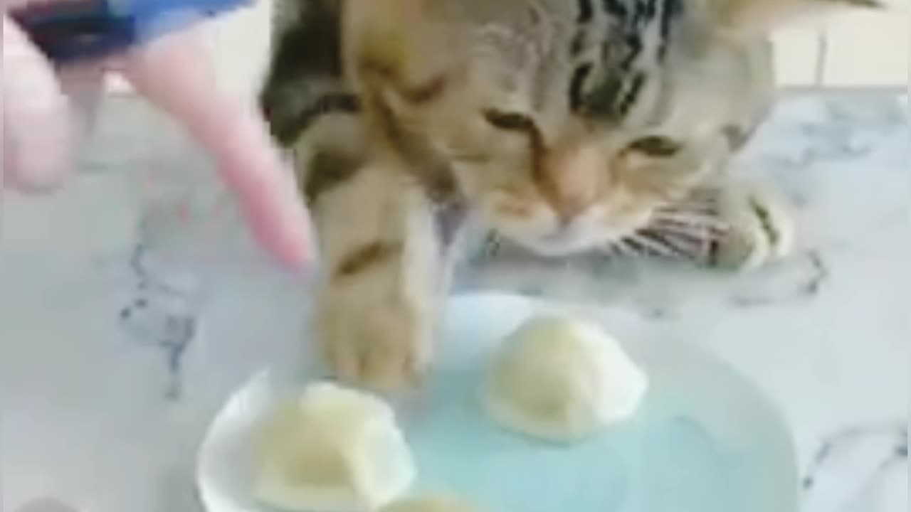 Eating The Cat See And Enjoy Video