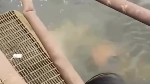 Crocodile FAFO
