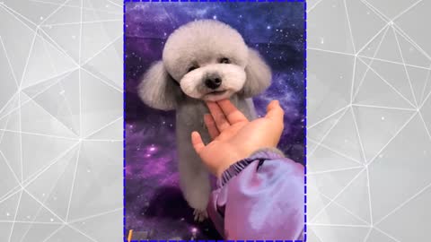 Cute and Funny Dog Videos