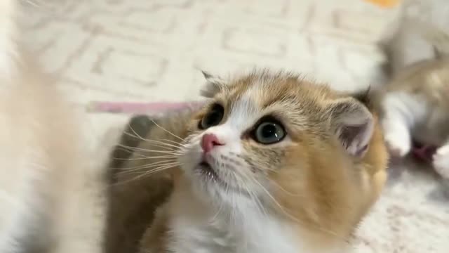 Cute kitten | Love
