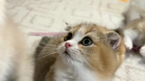 Cute kitten | Love