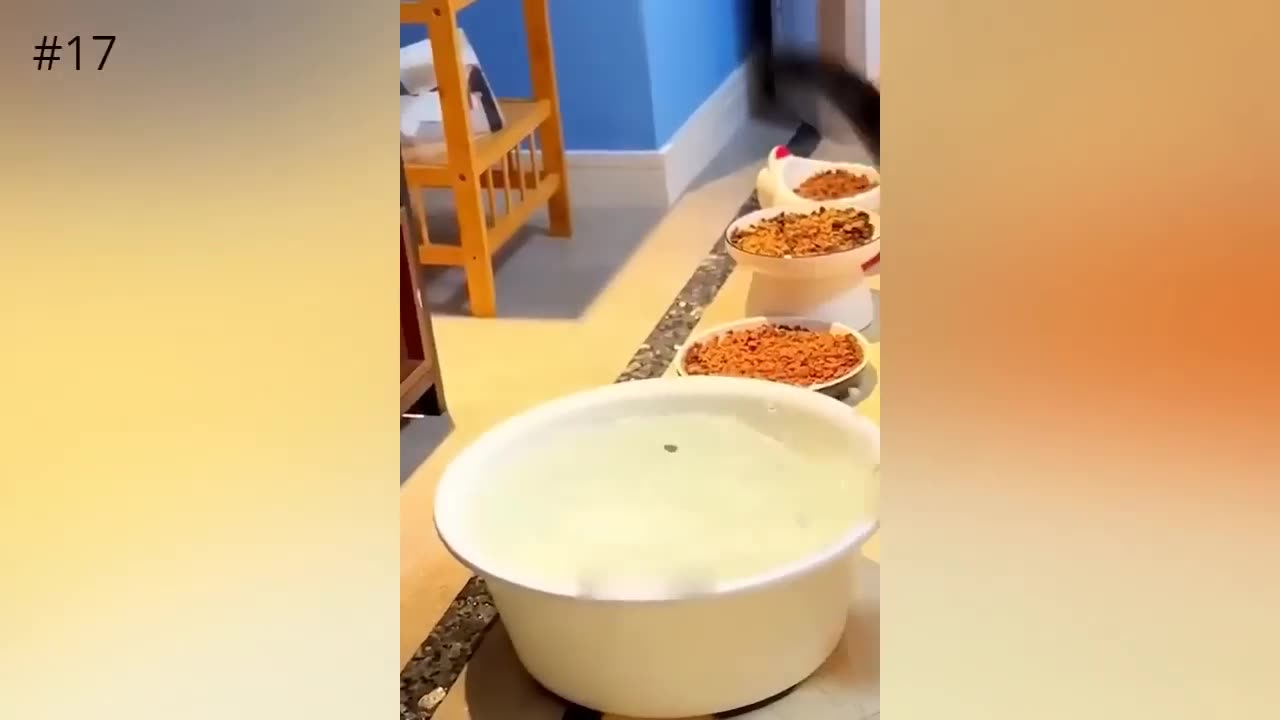 Funniest animals viral32023#3#