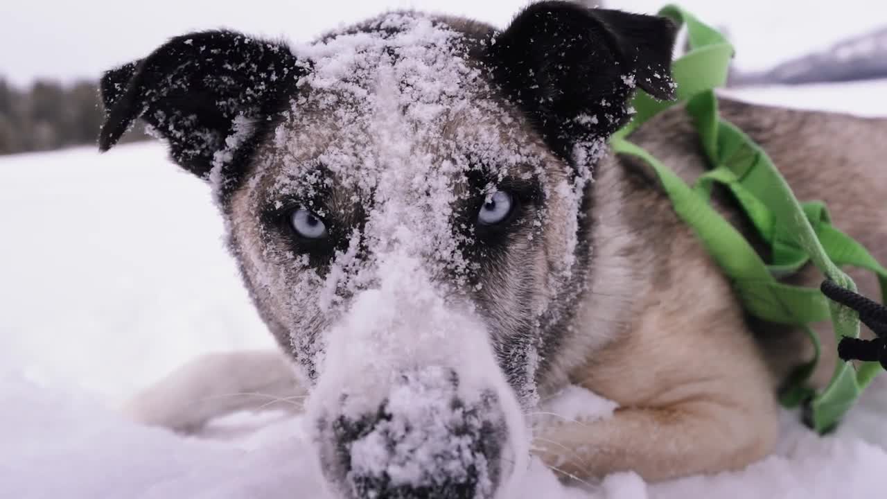 Dog Sledding in Reno Tahoe