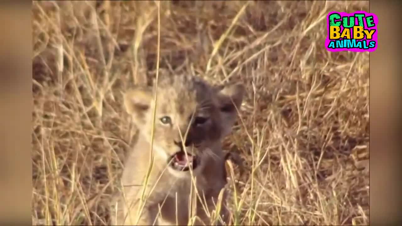 Cutest Lion Cubs Roar Telling That He is a King - Baby Lion Roaring