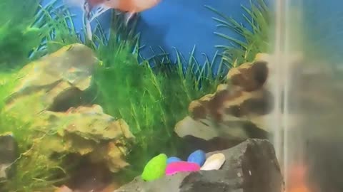 SS fish hobby aquarium fish tank 🐠