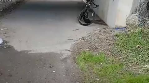 Joseph Martelli Woman high on heroin in Niagara Falls 66th walkway jjm7777