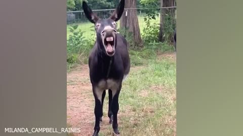 The funniest Animal Videos of 2024! Dnt laugh challange