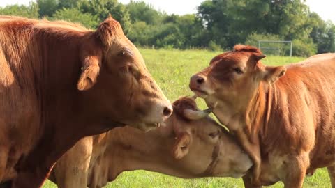 the cow the cow