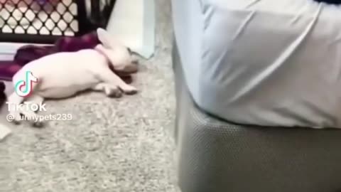 Funny and Cute Dogs and Cats Videos