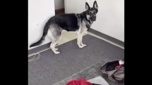 Dog funny short video ll #shorts