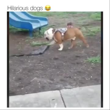 So Hilarious Dogs 🐶 Can't stop laughing 😂 Joy Funny Factory