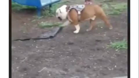 So Hilarious Dogs 🐶 Can't stop laughing 😂 Joy Funny Factory