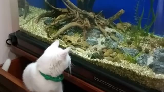 Lovable cats for aquarium keepers