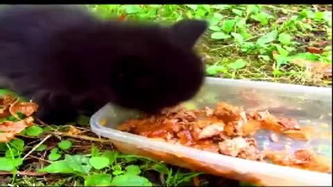 Black mini cat