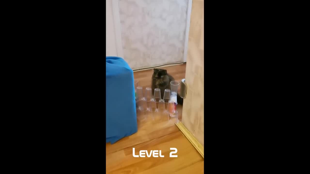 Cat VS The Great Cup Wall