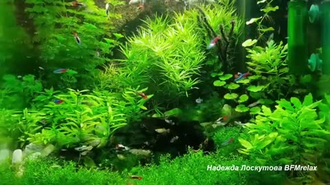 Soft and sound sleep, deep relaxation and calming of the nervous system