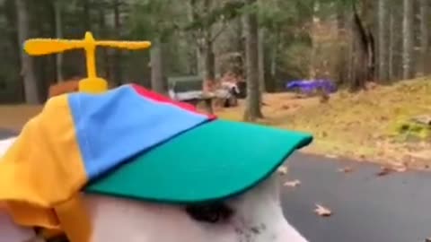 Try not to laugh🤣 Funny animals😹‖ #shorts #funnyvideos