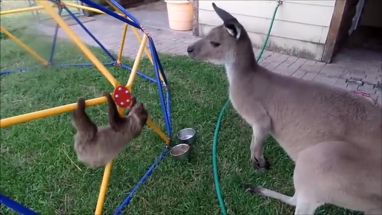 Baby Sloths being Sloths - FUNNIEST Compilation (480p)