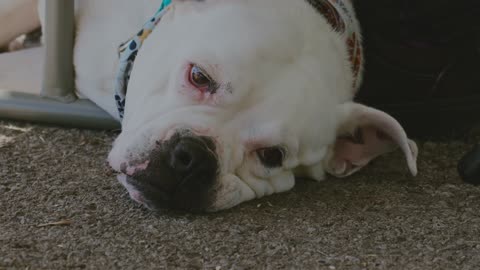 A white dog dreaming of love