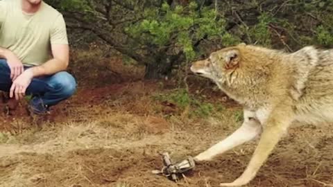 Man Saved this Wolf and her Cubs, but 4 Years later THIS happens...