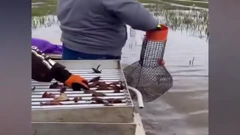 How Professional Fisherman Catch Fish