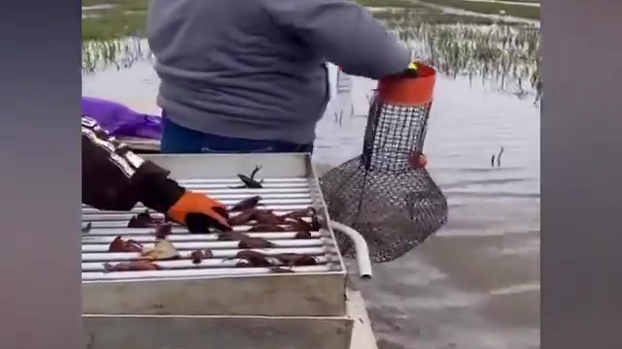 How Professional Fisherman Catch Fish