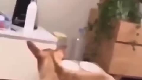funny animal videos 2024