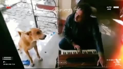 funny dog singing and learning