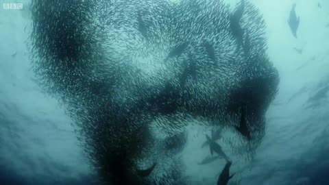 Dolfin vs fish