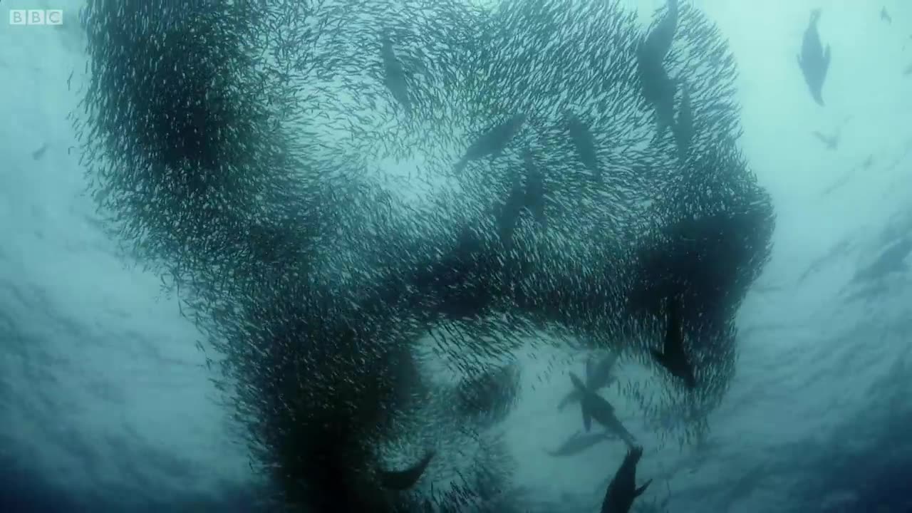 Dolfin vs fish