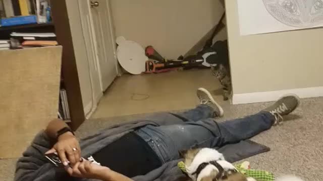 Kitty photo bombs mommy recording puppy