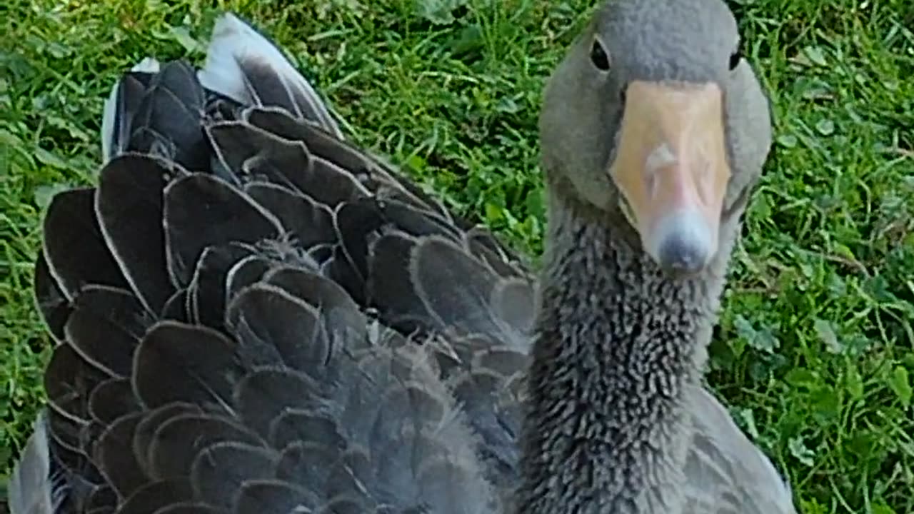 Random Squirrel Starts dancing while Geese Are Relaxing