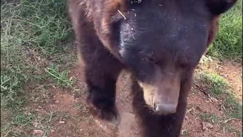 The bear is not a little cute!