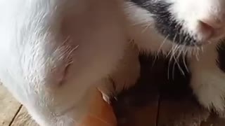 Adorable Bunnies