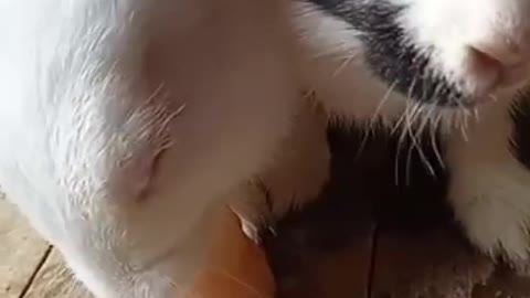 Adorable Bunnies