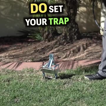 How to Get Rid of Moles in The Lawn