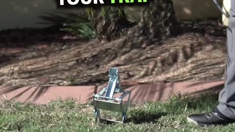 How to Get Rid of Moles in The Lawn