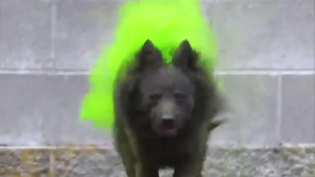 This song has been stuck on repeat in my head, so now you have it - Funny Dog