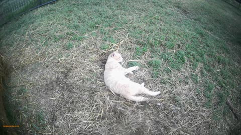 cat 2