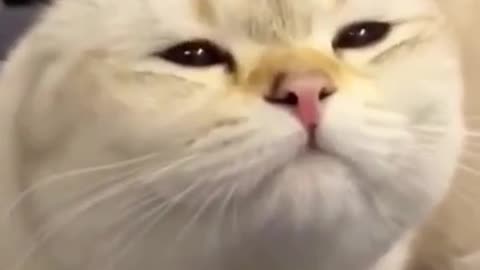 very cute cat