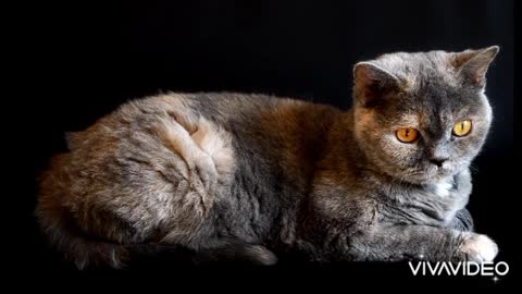 I love cats
