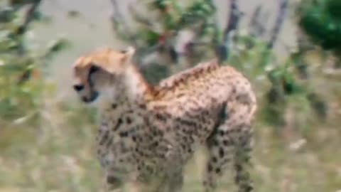 Watch me play with you Lion