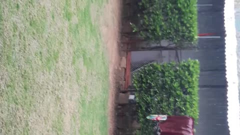 Video of of beautiful garden in raining weather.