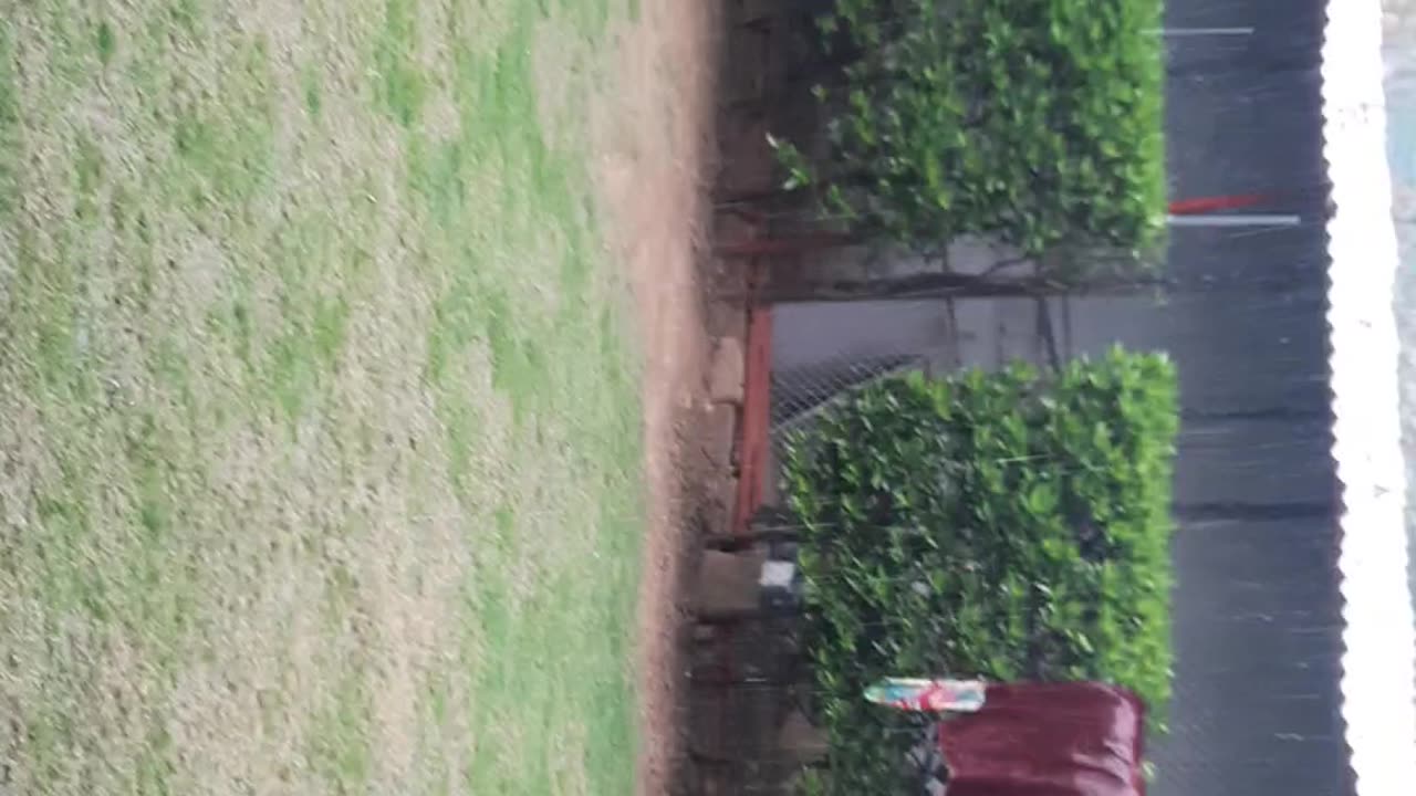 Video of of beautiful garden in raining weather.