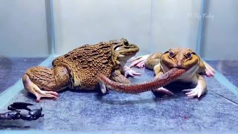 What a dangerous asian bullfrog
